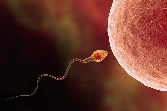 Sperm and egg