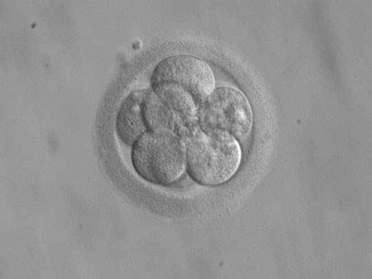 8 embryo cells