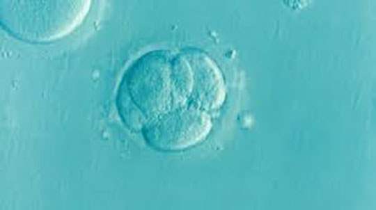 Embryo cell