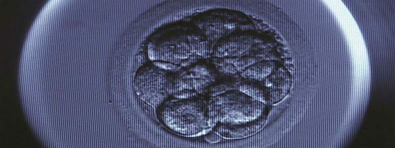 New IVF technique to look at pre-implantation embryos