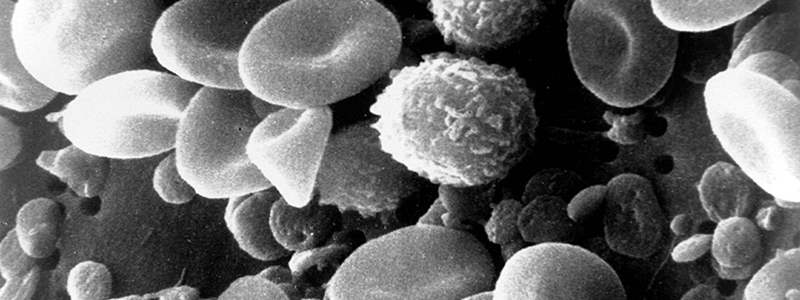 Reproductive Immunology