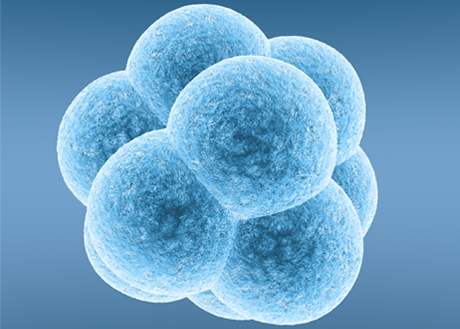 Embryoscope