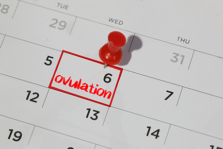 Accurate Ovulation Calendar Fertility Chart