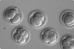 Embryos